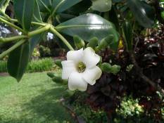 02_Hawaii_2 151.jpg (46209 bytes)